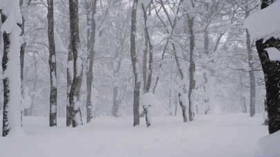 林中大雪