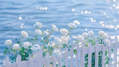 海边白玫瑰