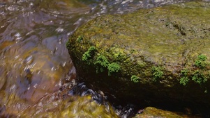 小河流水