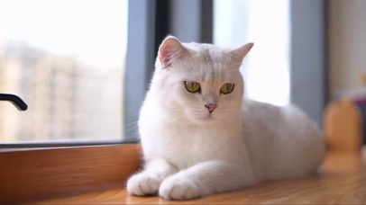 窗边的可爱猫咪