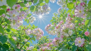 春日晴空樱花盛放美景
