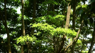 4K春天阳光下风中嫩绿枝叶