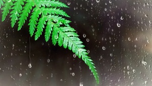雨中绿叶