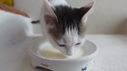 小奶猫