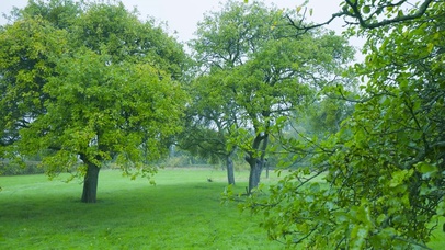 雨天绿树