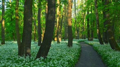 幽静花草树林小路