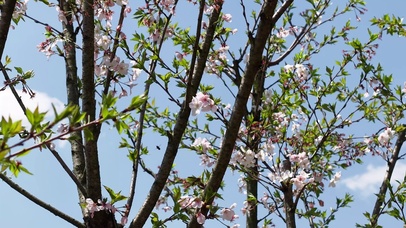 春天樱花盛开升格