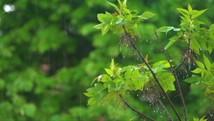 春雨