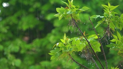 壁纸封面图春雨治愈下雨雨微风细雨安静壁纸标签:上传时间:2022-07-27