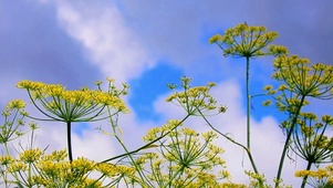 油菜花开