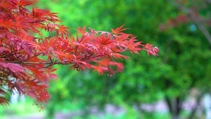 唯美枫叶
