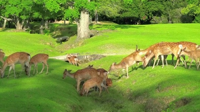 4k唯美护眼嬉戏小鹿