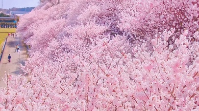樱花季