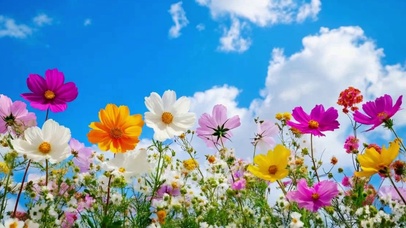 蓝天白云唯美的花花