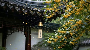 桂落庭前 听雨声