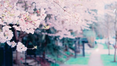唯美樱花雨季