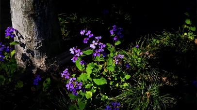 浅紫摇曳不语倾城