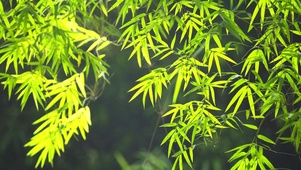 绿色树叶