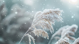 雪中