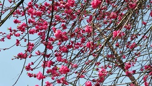 春天桃花盛开红色桃花升格