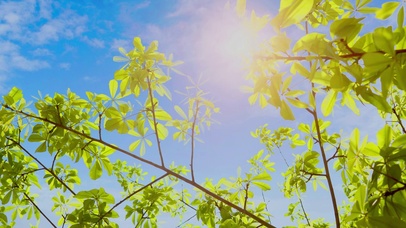 4K超美护眼绿植