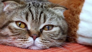 大脸猫