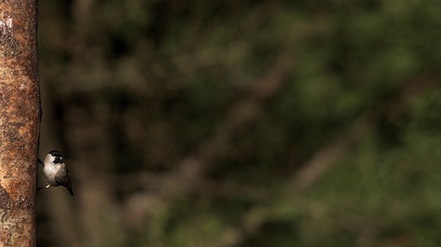 4K 高清 沼泽山雀慢动作起飞