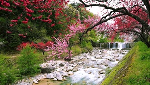 樱花流水