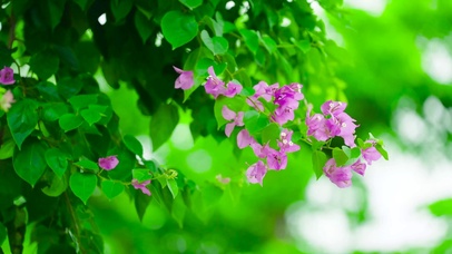 清新自然绿叶鲜花 