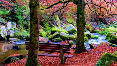 霜叶红于二月花 4K