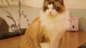宠物猫咪