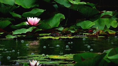 莲花池雨