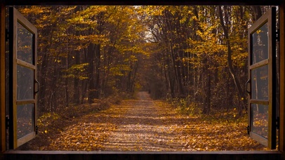 4K秋林小路