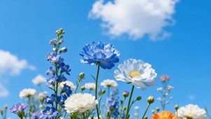 蓝天下鲜花