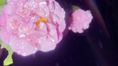 雨中唯美粉色小玫瑰