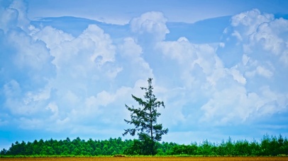 绿树天空