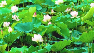 护眼荷花