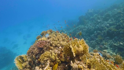 海底珊瑚鱼