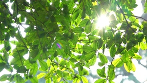 草地植物树叶绿色春天