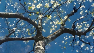 4K 满树繁花