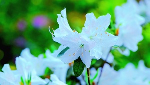 4K唯美护眼百花