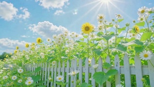 晴日雏菊向日葵花田