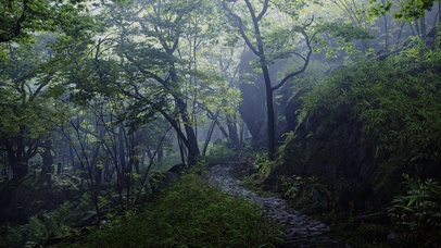 森林的雨氛围