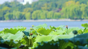 池塘荷花