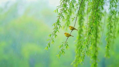 春风细雨，两只黄鹂鸣翠柳