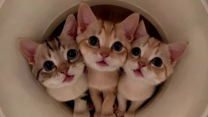 三只小猫咪