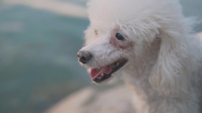 白毛狗狗在河边