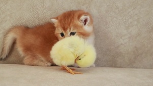 小猫和小鸡