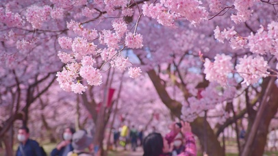 樱花公园