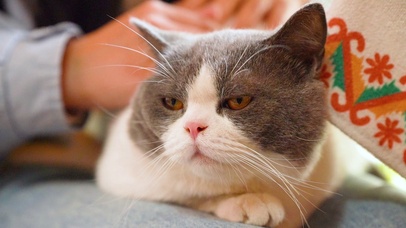 4K高清唯美撸猫宠物